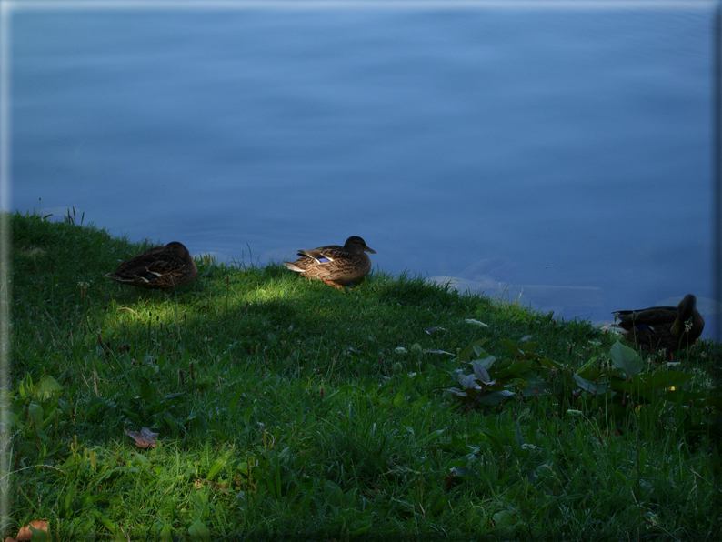 foto Lago di Bled